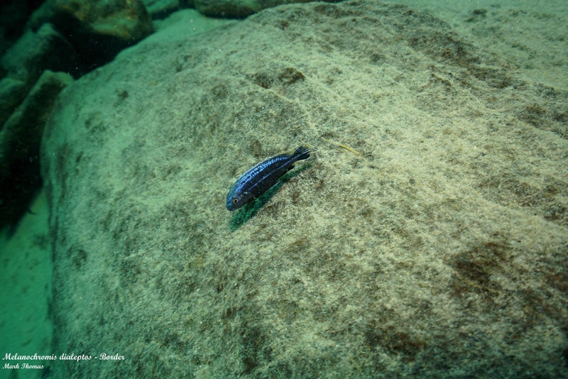 Melanochromis dialeptos 'Border'